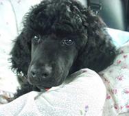 Poodle photo 2