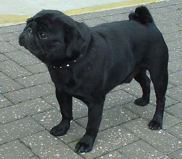 Pug photo 4