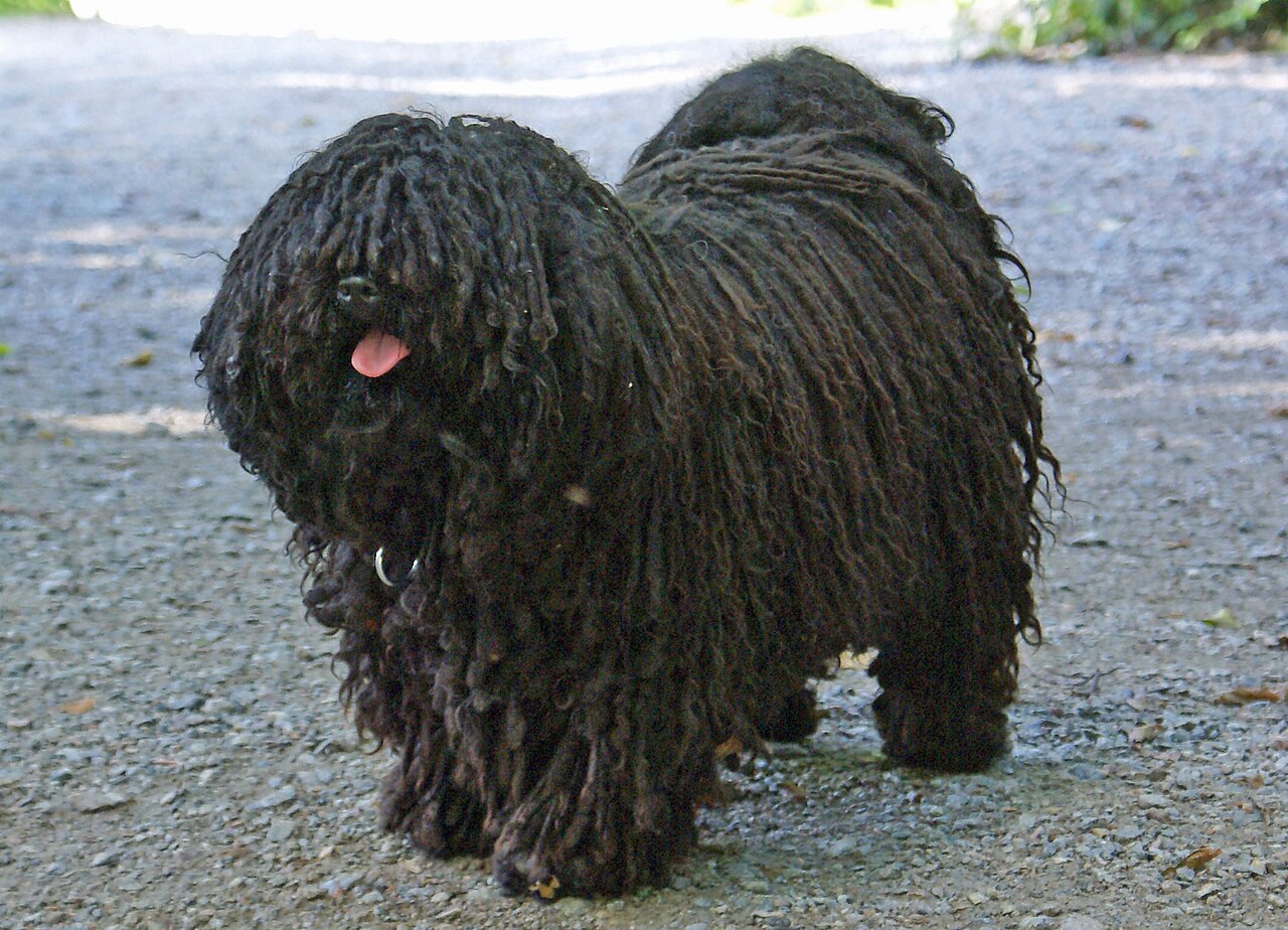Puli photo 2