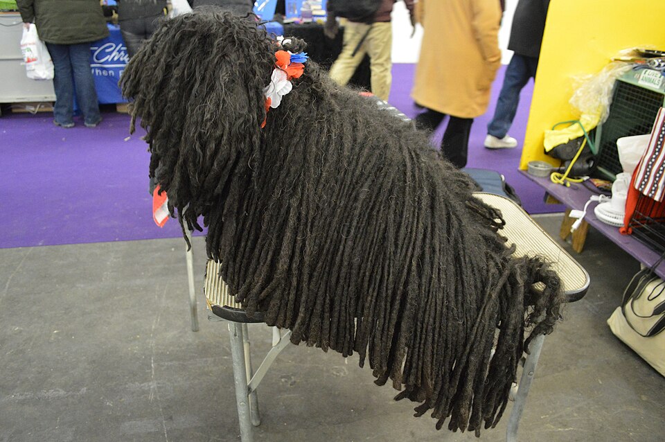 Puli photo 4