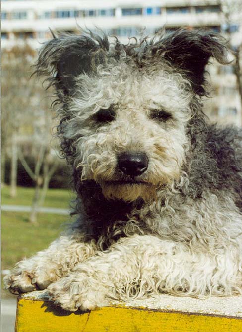 Pumi photo 2