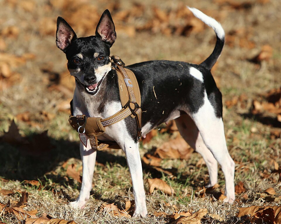 Rat Terrier photo 2