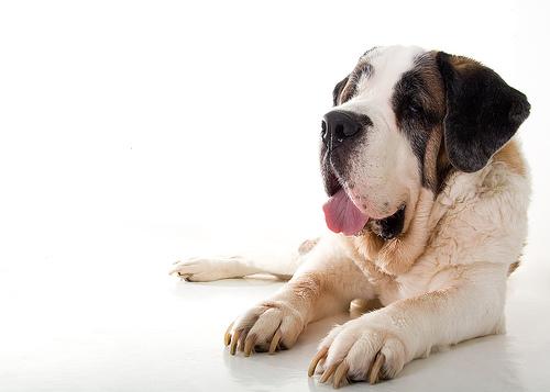 Saint Bernard photo 4