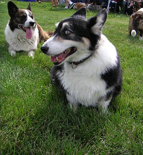 Swedish Vallhund photo 4