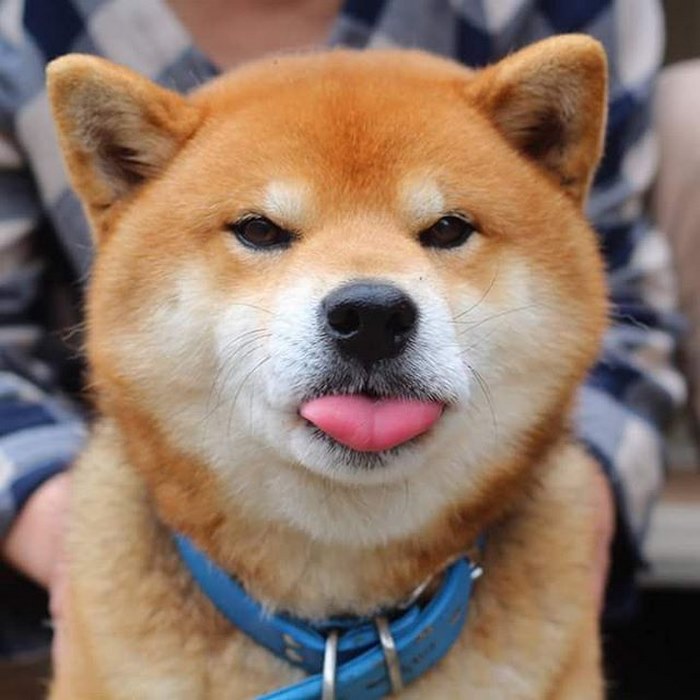 Thai Bangkaew Dog photo 4