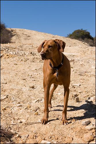 Thai Ridgeback photo 2