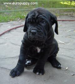 Tosa Inu photo 4