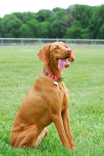 Vizsla photo 3