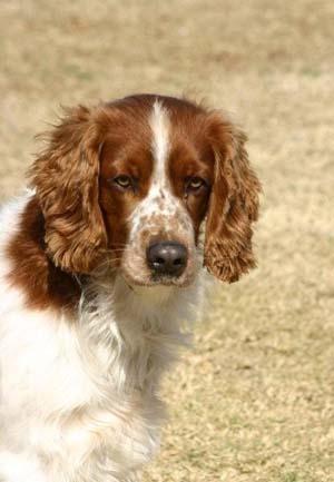 Welsh Springer Spaniel photo 3