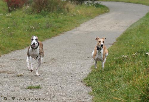 Whippet photo 2