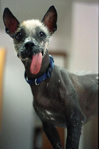 Xoloitzcuintli photo 4